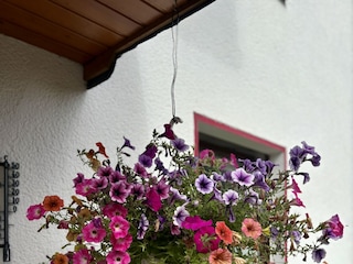 Ferienwohnung Willingen Außenaufnahme 2