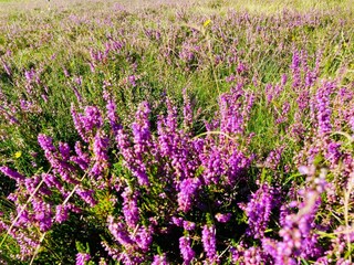 Blühende Heide auf dem Osterkopf