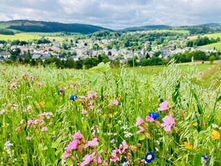 Wildblumenwiese mit Blick auf Usseln
