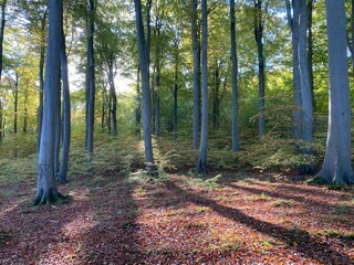 Villa Binz Environment 23