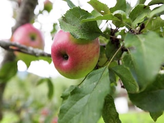 Apartamento Uderns  46