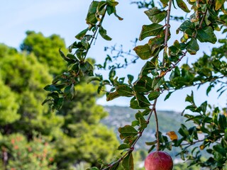 Apartment Rab (Stadt)  13