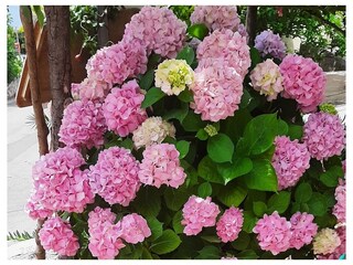 Apartment Zivogosce  7