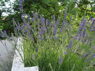 Apartment Zivogosce  8