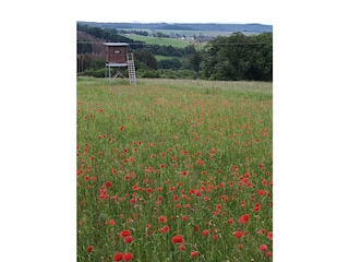 Holiday house Blankenheim Environment 35