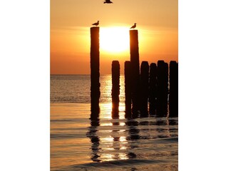 Bungalow Zoutelande Umgebung 37