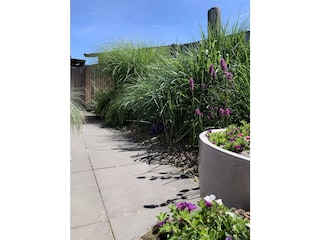 dune garden with groynes and shells