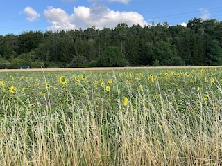 Münklingen Umgebung