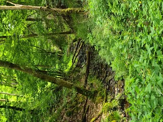 Nebenbach der Lieser