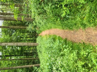 Wanderweg zum Aussichtspunkt