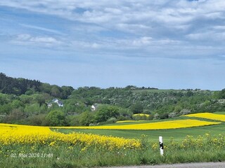 Blühende Rapsfelder leuchten in der Sonne