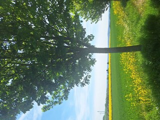 Eifler Landschaft