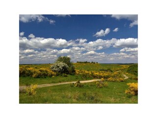 Ginsterblüte 2025 (3)