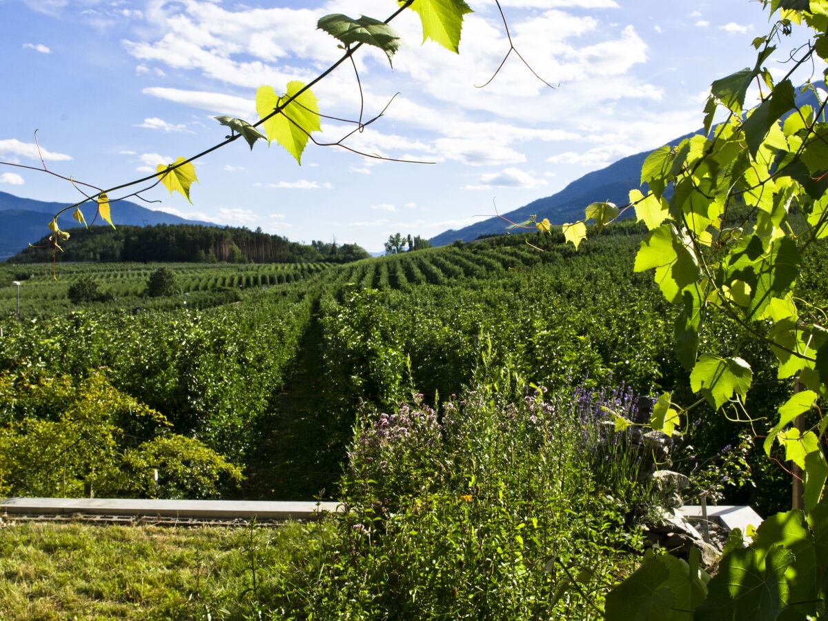 Ausblick auf Wiesen und Felder