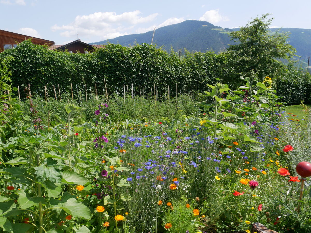 wilder Bauerngarten