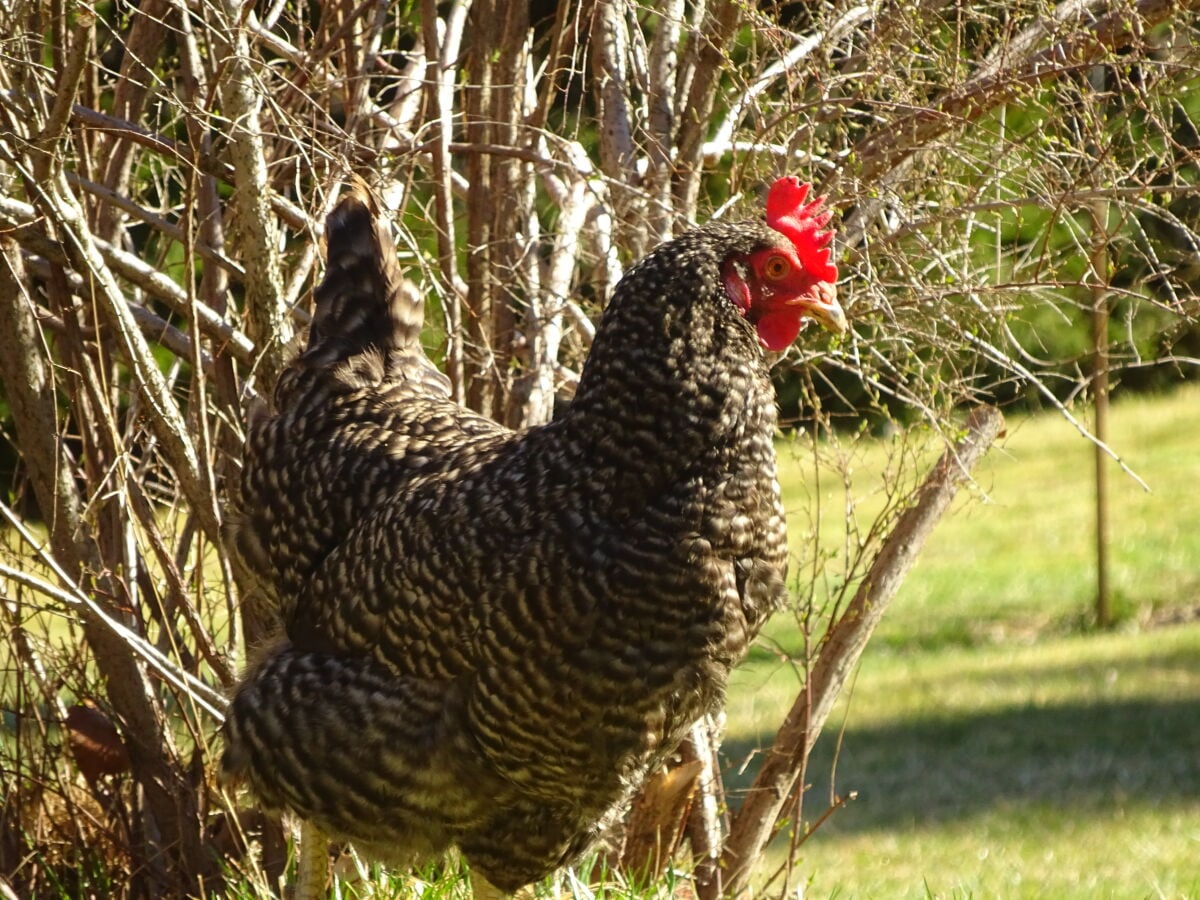 Glückliche Tiere