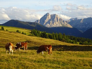 Wanderung auf die Rodenecker Alm
