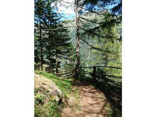 Hiking route, high forest