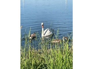 Vielfältige Vogelwelt im angrenzenden Biotop