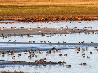 Großartige vielfältige Vogelwelt