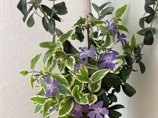 Apartment Ledenice  24