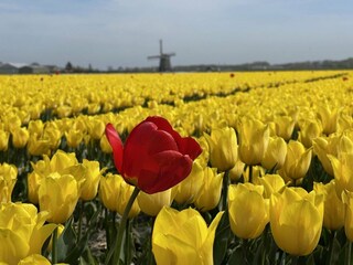 Vakantiehuis Sint Maartenszee  19