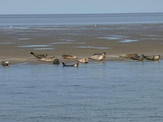 Maison de vacances Petten Environnement 27