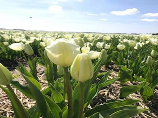 Ferienhaus Sint Maartensvlotbrug Außenaufnahme 8