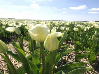 Maison de vacances Sint Maartensvlotbrug Enregistrement extérieur 9