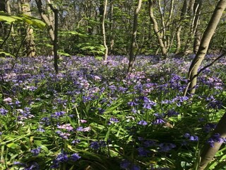 Casa de vacaciones Sint Maartensvlotbrug Entorno 21