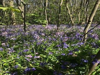 Ferienhaus Sint Maartensvlotbrug Umgebung 21