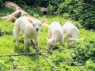 Ferienhaus Sint Maartensvlotbrug Umgebung 20