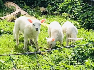 Ferienhaus Sint Maartensvlotbrug Umgebung 22