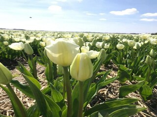 Vakantiehuis Sint Maartensvlotbrug Buitenaudio-opname 9