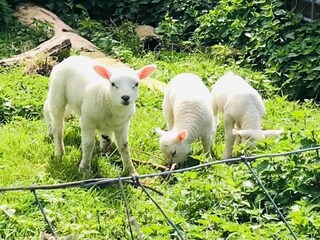 Maison de vacances Sint Maartensvlotbrug Enregistrement extérieur 6