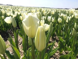 Maison de vacances Sint Maartensvlotbrug  23