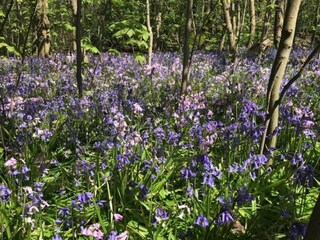 Maison de vacances Sint Maartensvlotbrug  23