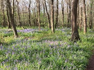 Ferienhaus Sint Maartenszee Umgebung 21