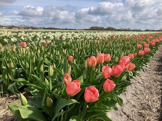 Casa per le vacanze Sint Maartenszee Ambiente 24