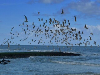 Maison de vacances Sint Maartenszee Environnement 21