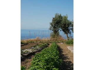 Eigene Gemüsegarten