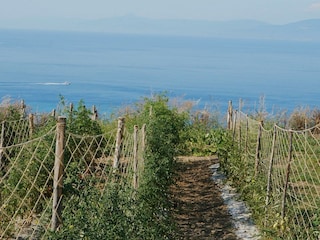Gemüsegarten