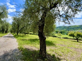 olives tree in the property