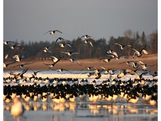 Ferienhaus Wyk auf Föhr Umgebung 29