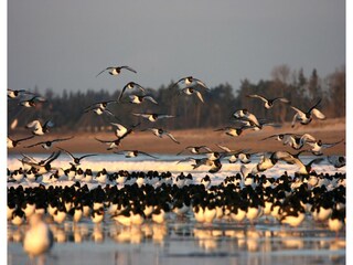 Casa per le vacanze Wyk auf Föhr Ambiente 29