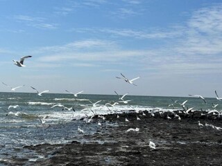 Appartement Sint Maartenszee Environnement 12