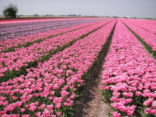 Vakantiehuis Sint Maartenszee Omgeving 29