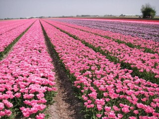 Casa de vacaciones Sint Maartenszee Entorno 27