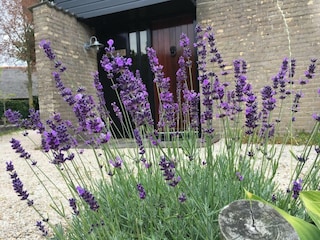 Ferienhaus Sint Maartenszee  28