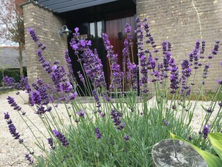 Maison de vacances Sint Maartenszee  28